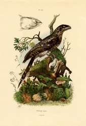 Papuaski Frogmouth, 1833-39